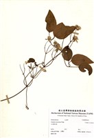 藏品(毛柱鐵線蓮)的圖片